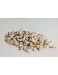 MINI CONCHIGLIE 450250000