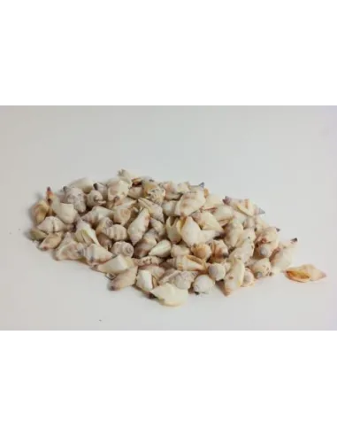 MINI CONCHIGLIE 450250000